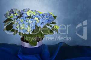 Stillife with blue hortensia