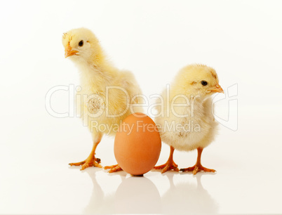 Two newborn chickens with egg