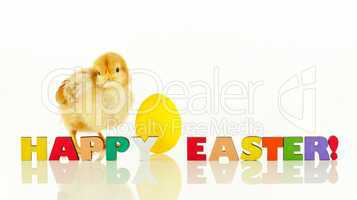 Small chicken with a yellow Easter egg