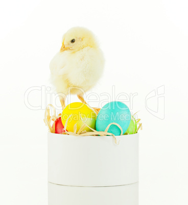 Small chicken staying on a box with colorful Easter eggs