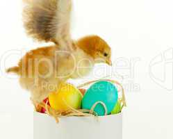 Little chicken with colorful eggs