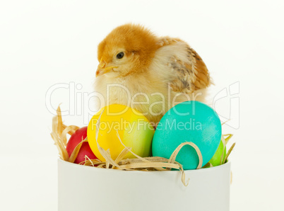 Small chicken sitting in a box