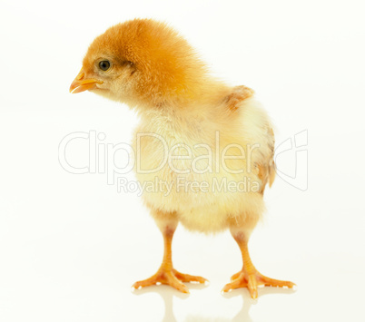 Small chicken