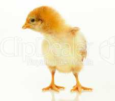 Small chicken