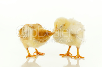 Two newborn chickens