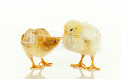 Two newborn chickens
