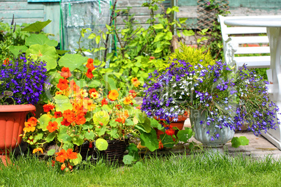 Beautiful summer flowers in the garden