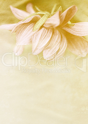 Beautiful vintage background with dahlia