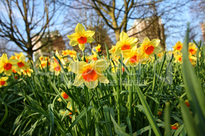 Meadow of daffodils in the park