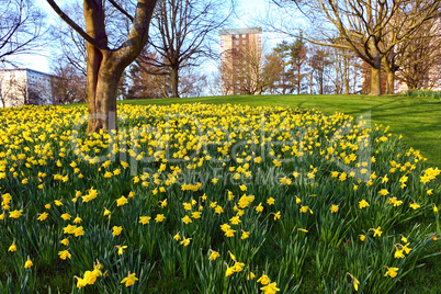 Meadow of daffodiles in the park