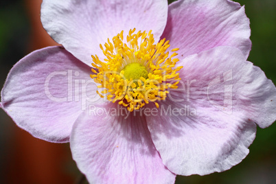 Beautiful pink flower close up