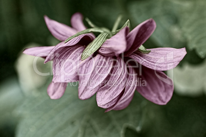 Beautiful dahlia close up