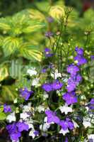 Blue and white lobelias in the garden