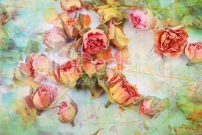 Dry roses beautiful vintage background