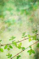 Natural leaves grunge beautiful, artistic background