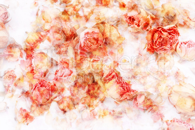 Dry roses beautiful, artistic background