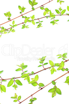 Green leaves branches on white