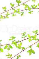 Green leaves branches on white