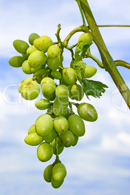 Cluster of white grapes