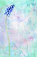 Blue flowering Grape Hyacinth dreamy background