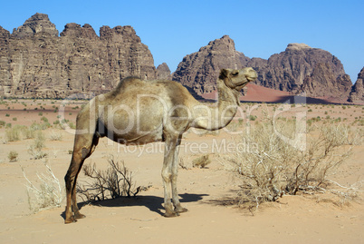 Range and camel