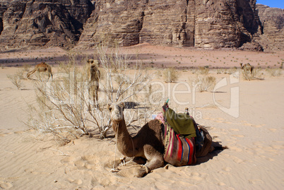 Mount and camels