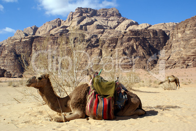 Mount, bush and camels