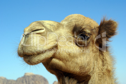 Camel head