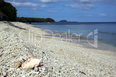 Shell on the beach