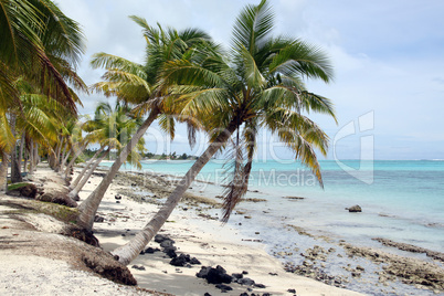 Palm trees on the beach