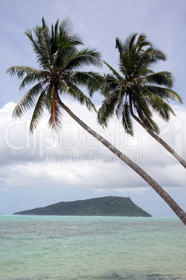 Palm trees and island