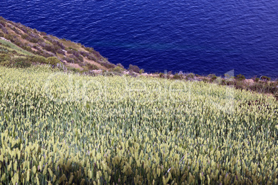 Wheat and lake