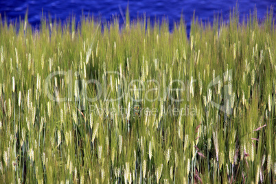 Green wheat and blue water