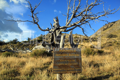 Dry tree