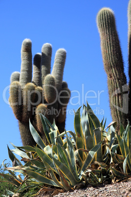 Cactuses