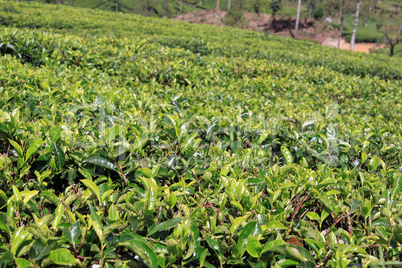 Green tea plantation