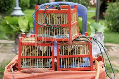 Wooden cages