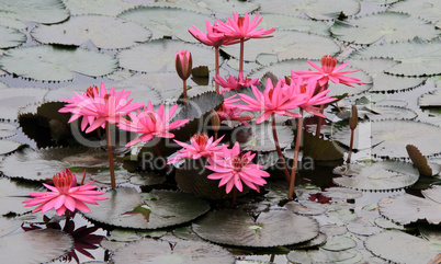 Pink lotuses