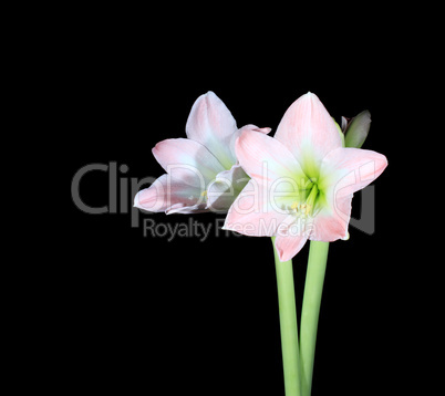 white amaryllis (Amaryllis belladonna L.)