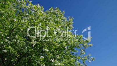 branch of bird cherry