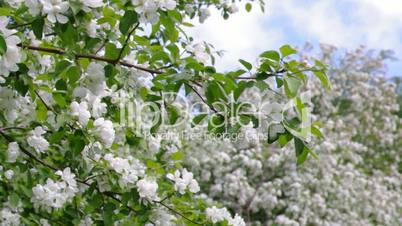 A blooming branch of apple tree