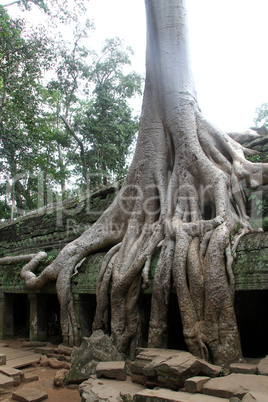 Ta Prom in Angkor