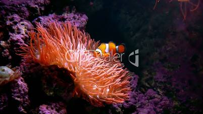 Clown Fish Anemone