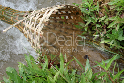 Bamboo trap