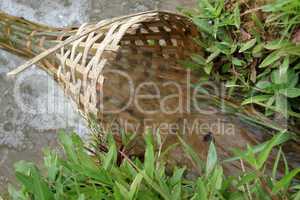 Bamboo trap
