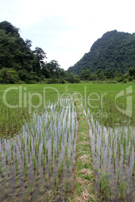 Water on the rice field