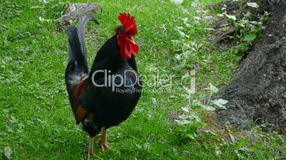 Black Rooster Crowing