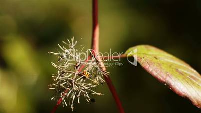 Orange Ladybug on Branch