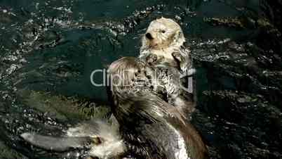 Sea Otters Play