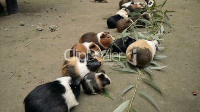 Guinea Pigs Eating Eucalyptus